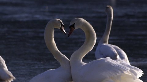 Two swans float next to each other and with their heads and necks make a heart shape. Slow motion shot.