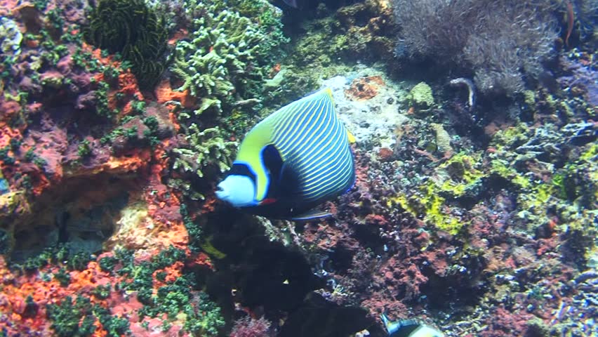 Emperor Angelfish Searching Food Sponge Coral Stock Footage Video (100% 