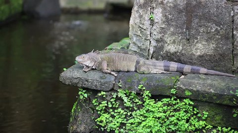 Iguana near water in Bali reptile park, Indonesia.