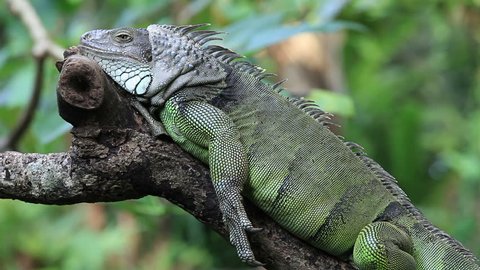 Green iguana lizard reptile. Wild tropical animal posing. Pet in wildlife outdoor nature. Single posing, exotic background. Closeup portrait on jungle tree. Dragon skin, eye details. Beautiful fauna.