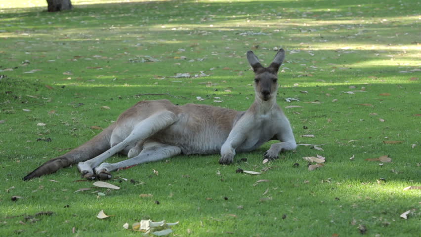 Large Male Kangaroo Lying Down Relaxes Stock Footage Video (100% Royalty-fr...