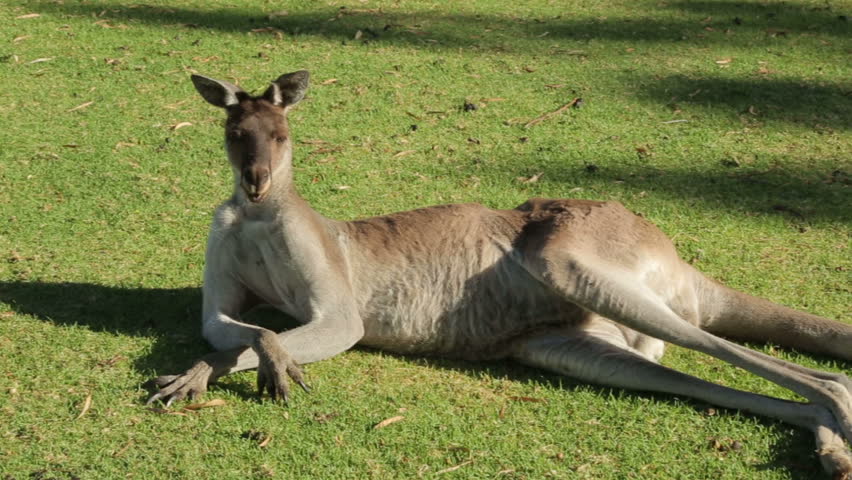 Video Stok pan large male kangaroo lying down (100% Tanpa Royalti) 6045011 ...