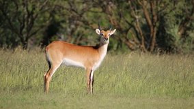 Alert male red lechwe antelope (Kobus leche) in natural habitat, southern Africa