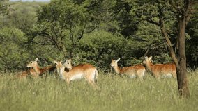Playful red lechwe antelopes (Kobus leche) in natural habitat, southern Africa