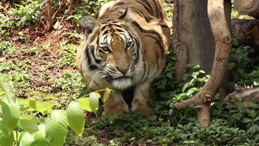 Bengal tiger | Shutterstock HD Video #6047570