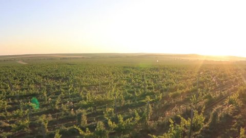 grape field at sunrise. aerial shot