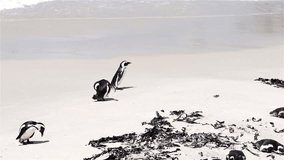 African Penguins (Spheniscus Demersus) filmed on Boulders Beach, South Africa