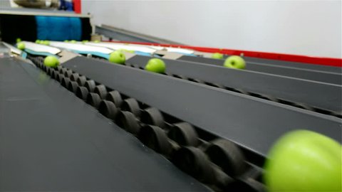 Green apples on a conveyor belt ; Green apples on a conveyor belt in a factory for fruit processing,video clip