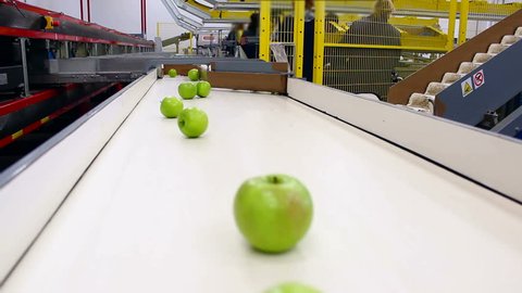 Apples in a production ; Green apples on a conveyor belt in a factory for fruit processing,video clip