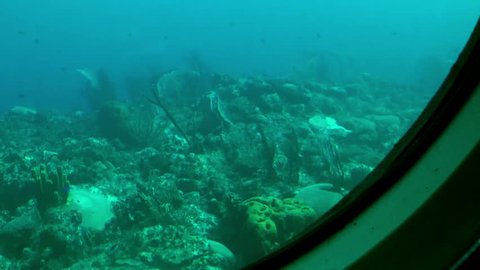 Bottom of the sea, shot from Atlantis submarine, Barbados
