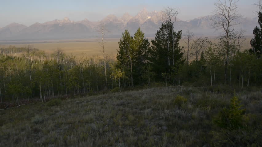 Trees on hillside in winter, aerial view