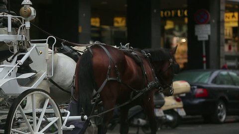VIENNA, AUSTRIA - SEPTEMBER 2012 : Tourism industry of Europe. Harnessed horses on the Central square of Vienna.Pair of horses in  foreground, cabmens on background  . Long shot
