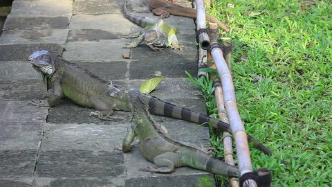 Group of iguanas in the Bali reptile park, Indonesia.