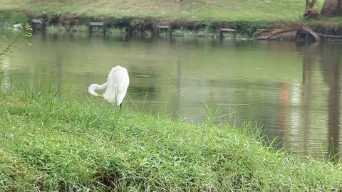 Egret preening