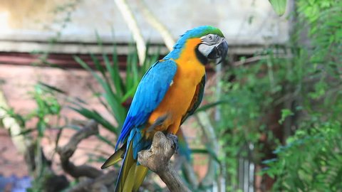 Blue and yellow or golden colored macaw parrot, Ara ararauna colorful neotropical bird, animal preched on the tree branch in the tropical nature of jungle forest of Bali park, beautiful exotic nature.