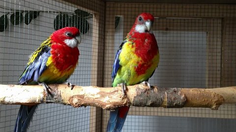 Rosella parrots in a cage