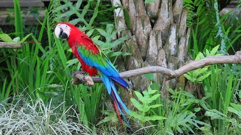 Red and green winged macaw parrot, animal bird on tree branch in jungle forest park, genus Ara chloropterus with big beak. Beautiful tropical nature wildlife background.