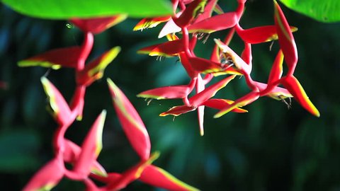 Heliconia rauliniana is a cut flower and ornamental plant. Bali, Indonesia.