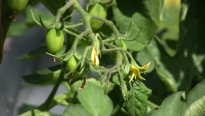 Tomato Plant with Flowers Stock Footage Video (100% Royalty-free