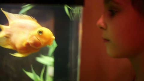 Pretty girl looks at golden fish swimming in aquarium