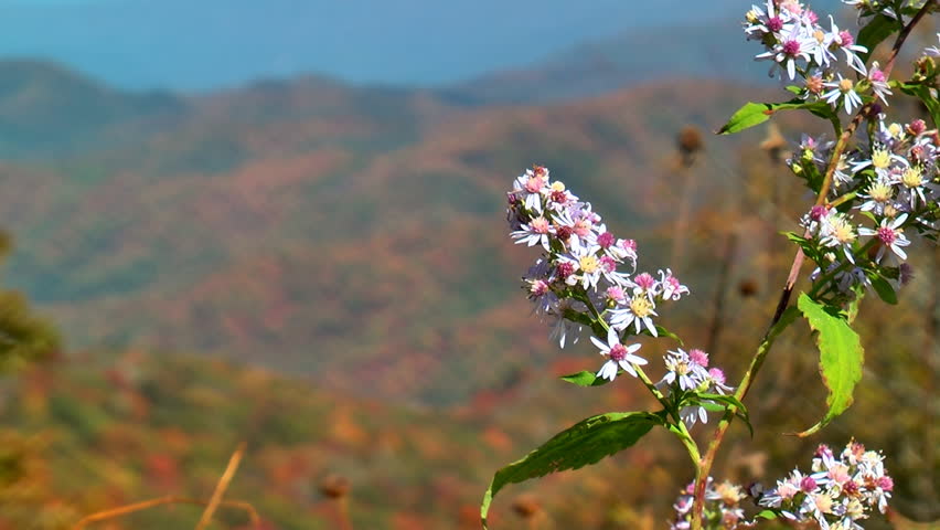 Lavender wild flowers bloom against autumn mountains along the Blue Ridge Parkway in the Appalachian mountains