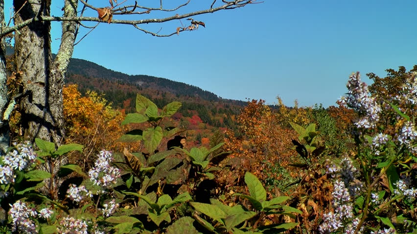 Lavender wild flowers bloom against autumn mountains along the Blue Ridge Parkway in the Appalachian mountains