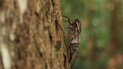 Cicadas calling / singing on tree.
The male cicada produces a call from the drum like "tymbals" on the sides of the abdominal base. 
Cicada:  Razor Grinder (Henicopsaltria eydouxi)
Canon 5D Mark 3
