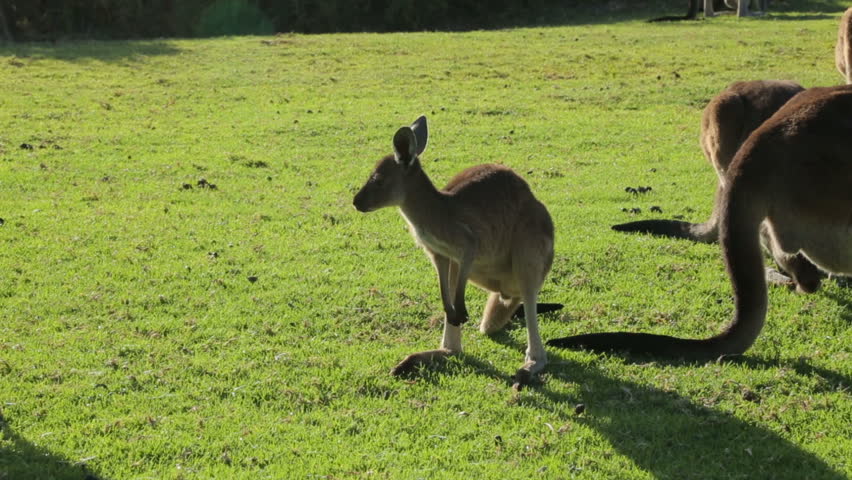 Close Kangaroo Eating Grass Western Australia Stock Footage Video 100 close-kangaroo-eating-grass-western-australia-stock-footage-video-100