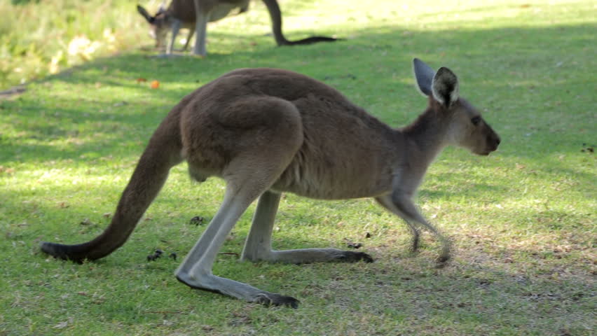 kangaroo hops eats grass western australia Stock Footage Video (100%