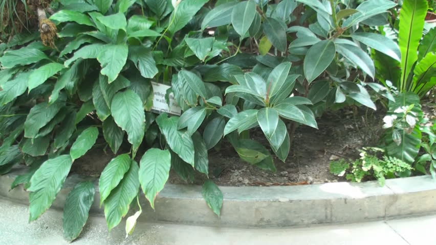 Tropical Plants In A Green House, Green, Eco, Nature, Tilt-Shot