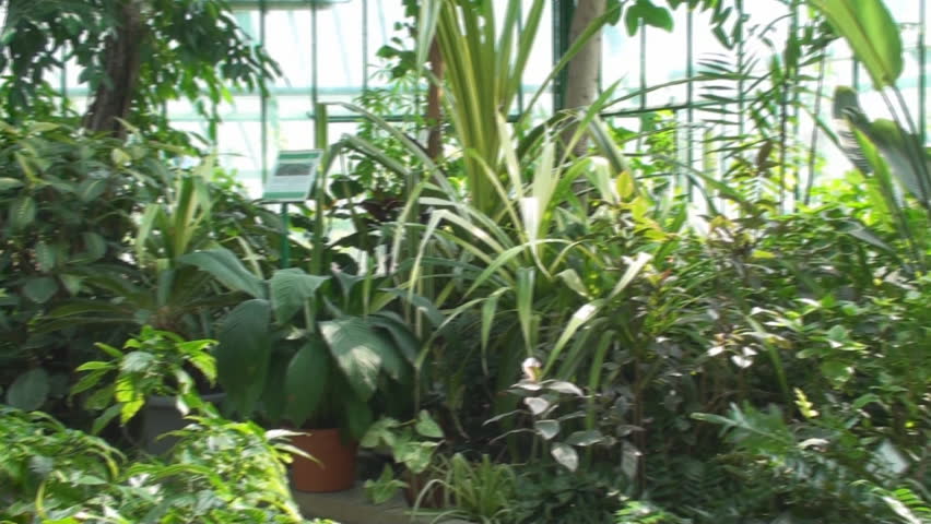 Tropical Plants In A Green House, Green, Eco, Nature, Pan