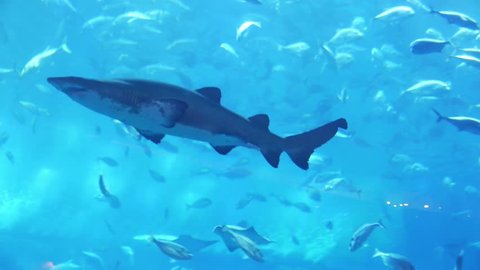 Shark in aquarium in Dubai Mall