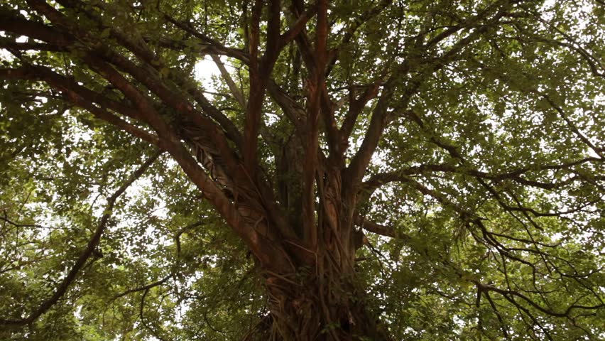 Head of Sandstone Buddha in The Tree Roots at Wat Mahathat, Ayutthaya, Thailand