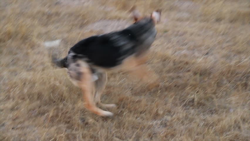 Dog chasing its tail Royalty-Free Stock Footage #6069365