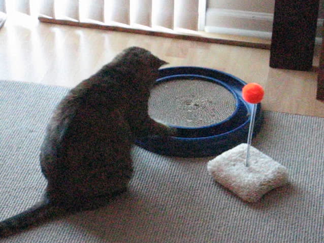 playful kitten