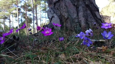 Flowering Liverwort, Hepatica nobilis during spring in Sweden