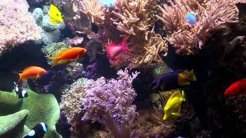 Exotic fishes in an Aquarium
