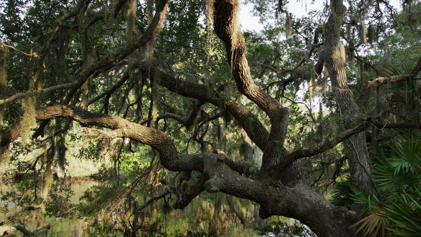USA, Florida, Oscar Scherer St Park, Trees over pond
