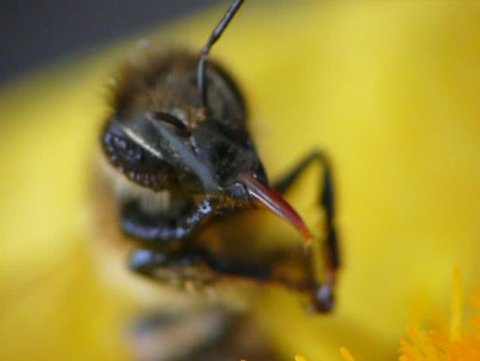 Wasp in closeup