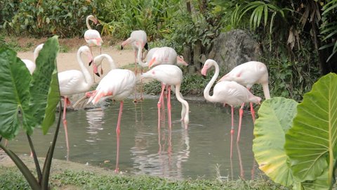 Group of American Flamingo, green nature background.