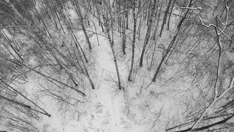 Path in birch forest covered by snow at winter day. Aerial view