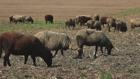 Herd of Sheep grazing
