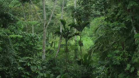 Tropical Jungles Southeast Asia August Stock Photo 1690224853 ...