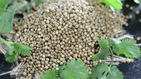 Coriander Seeds (not loopable)