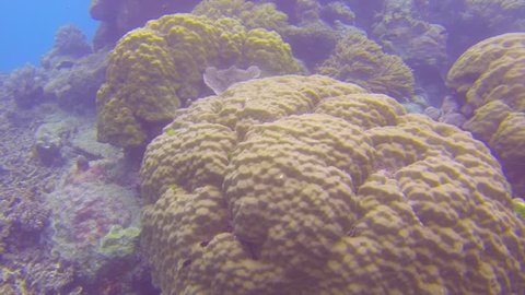CAIRNS, AUSTRALIA - CIRCA June 2013 :2 scuba divers swim through coral to find a sea cucumber