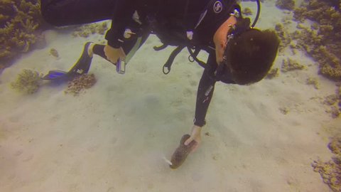 CAIRNS, AUSTRALIA - CIRCA June 2013 :scuba diver picks up something form a sea cucumber