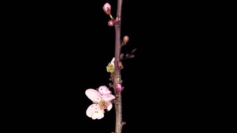 Time-lapse of blooming cherry willow branch 1x1 in PNG+ format with alpha transparency channel isolated on black background
