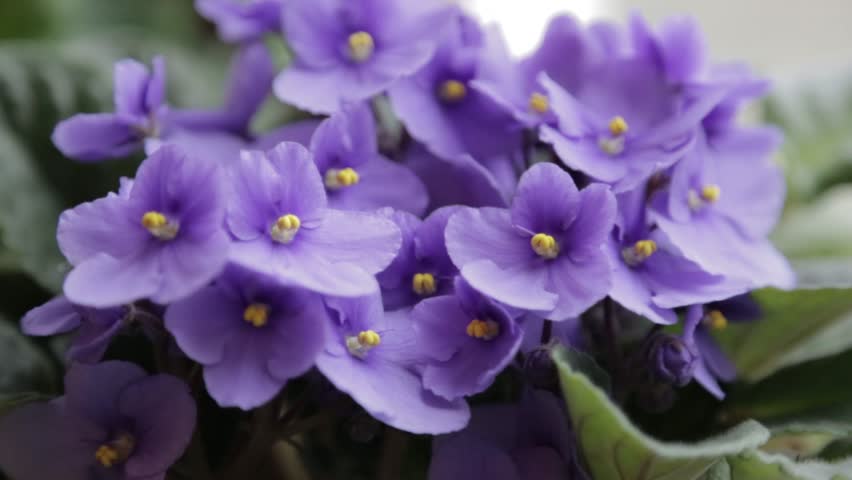 The flowers are purple violets