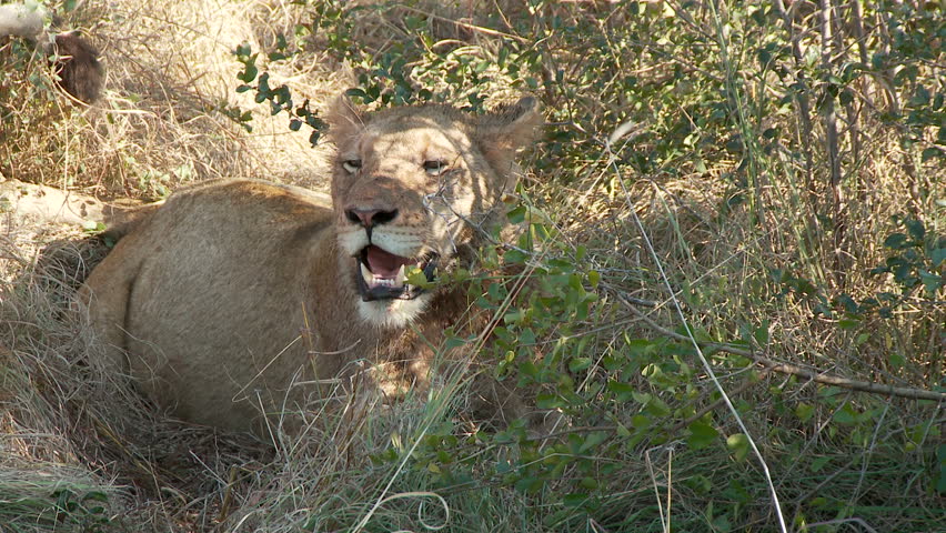 A full bellied lion keeps cool by panting under the shade of a small shrub