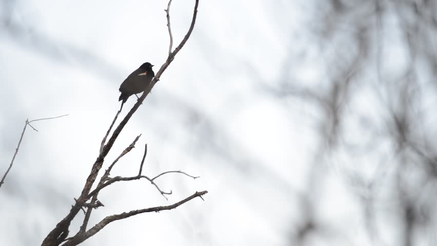 Red Winged Blackbird